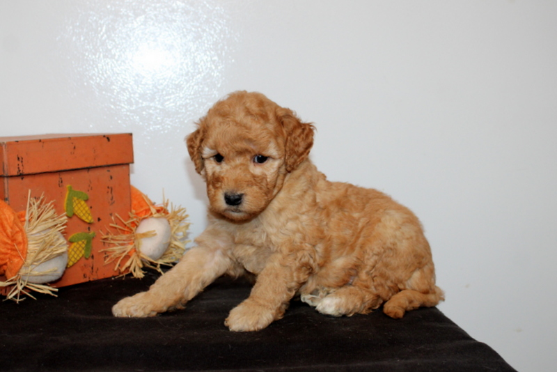 puppy, for, sale, Mini Goldendoodle F2B, Matthew B. Stoltzfus, dog, breeder, Gap, PA, dog-breeder, puppy-for-sale, forsale, nearby, find, puppyfind, locator, puppylocator, aca